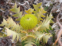 Banksia baxteri