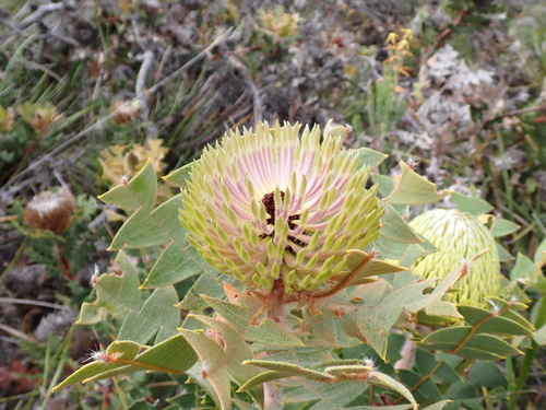 Banksia baxteri, photograph 1