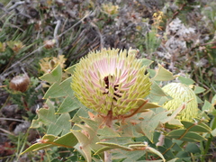 (c) Em Lamond, some rights reserved (CC BY) Banksia baxteri, photograph (c) Em Lamond, some rights reserved (CC BY)