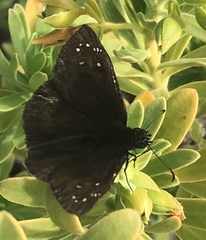 Ephyriades brunnea