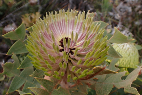 Banksia baxteri, photograph 2
