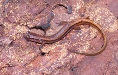 Eurycea chamberlaini