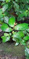 Begonia longirostris