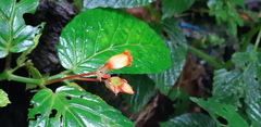 Begonia longirostris