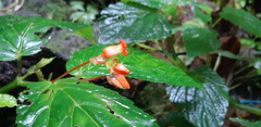 Begonia longirostris