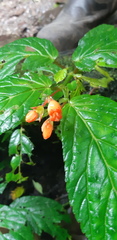 Begonia longirostris