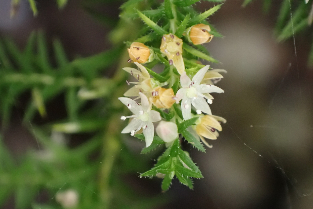Dielsiodoxa altimontana
