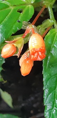 Begonia longirostris