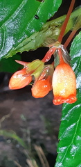 Begonia longirostris