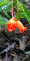 Begonia longirostris