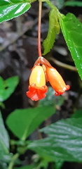 Begonia longirostris