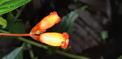 Begonia longirostris