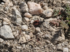 Rhynocoris ventralis