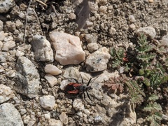 Rhynocoris ventralis