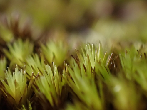 blunt swan-neck moss (Campylopus bicolor)