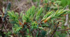 Stenanthera conostephioides