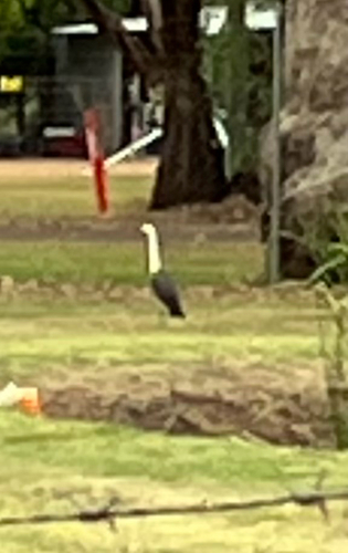 White-necked Heron