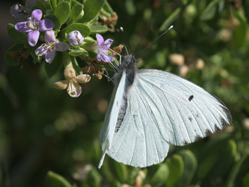 Howarth's White