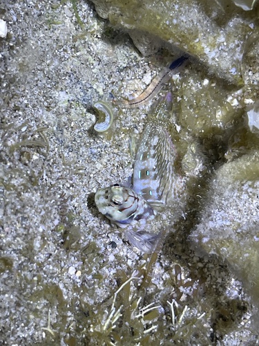 Blenniella interrupta observed 2026-02-10