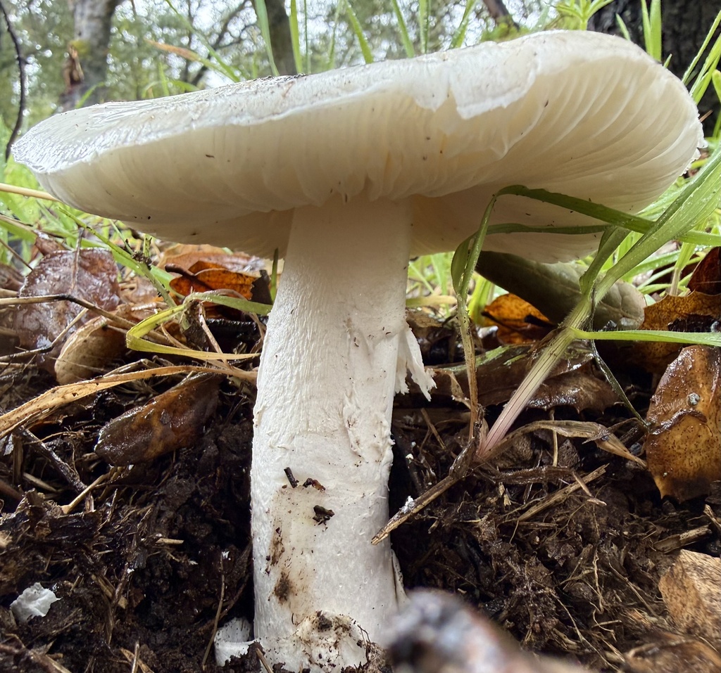Amanita ocreata · February 2026 · photo: © hllrnnr (iNaturalist, cc0)