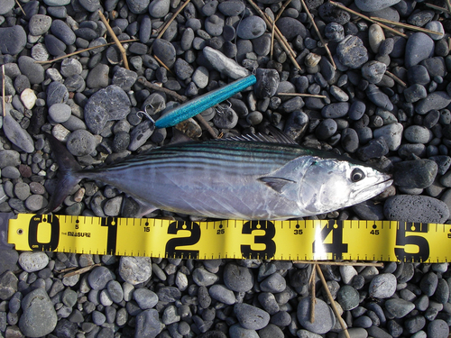 Striped Bonito