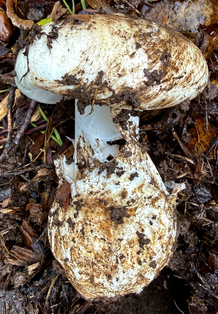 Amanita ocreata · February 2026 · photo: © hllrnnr (iNaturalist, cc0)