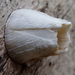 Ivory Barnacle - Photo (c) John Beetham, some rights reserved (CC BY-NC-SA)