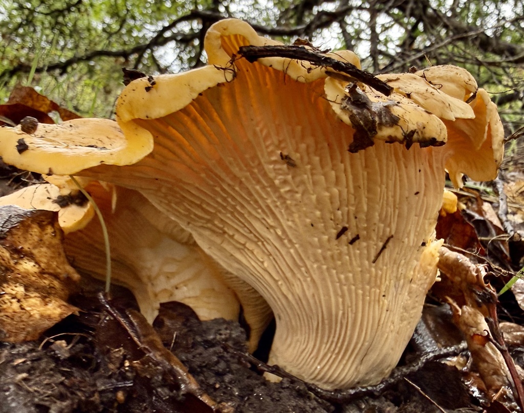 Cantharellus californicus · February 2026 · photo: © hllrnnr (iNaturalist, cc0)