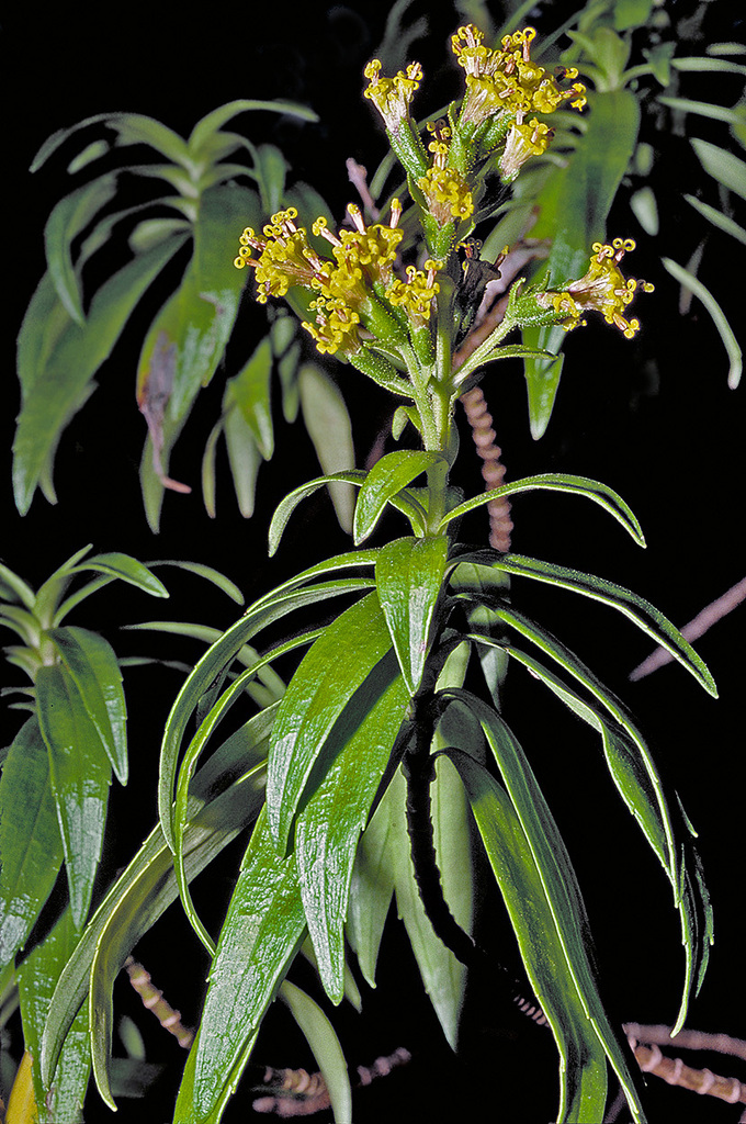 Dubautia carrii