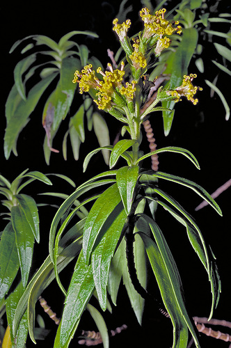 Dubautia carrii