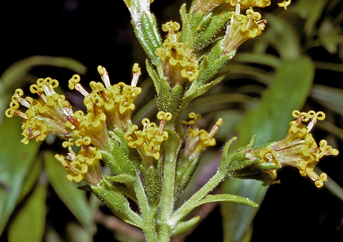 Dubautia carrii