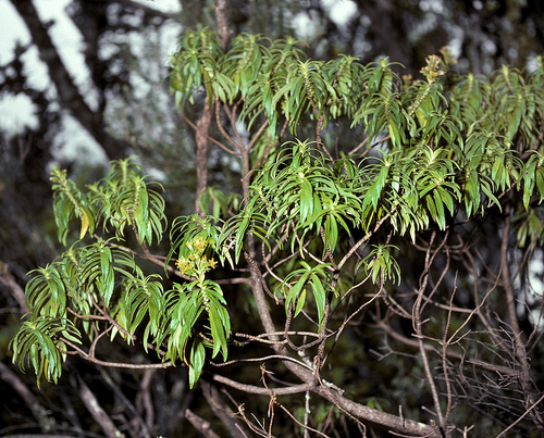 Dubautia carrii