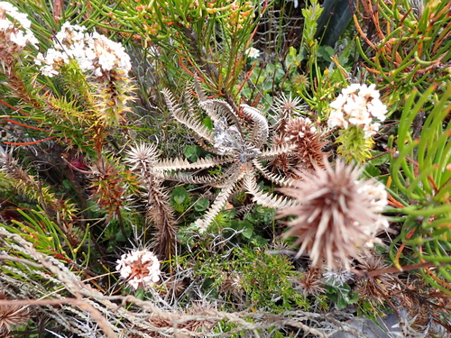 Stirling Range Dyandra (Banksia montana)