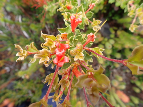 Chittick (Lambertia inermis)