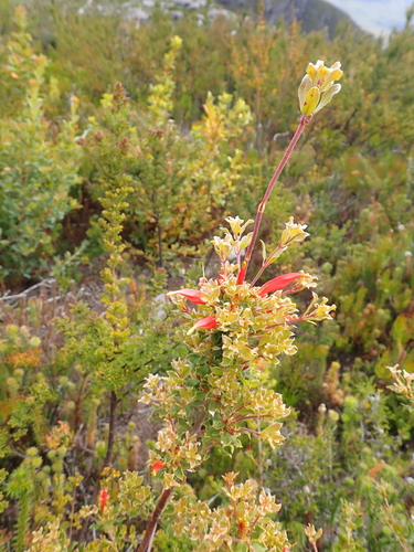 Lambertia inermis, photograph 4