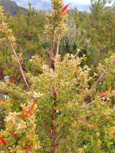 Lambertia inermis, photograph 5