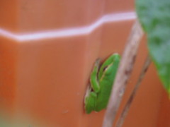 Zhangixalus prasinatus
