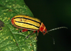 Disonycha quinquelineata