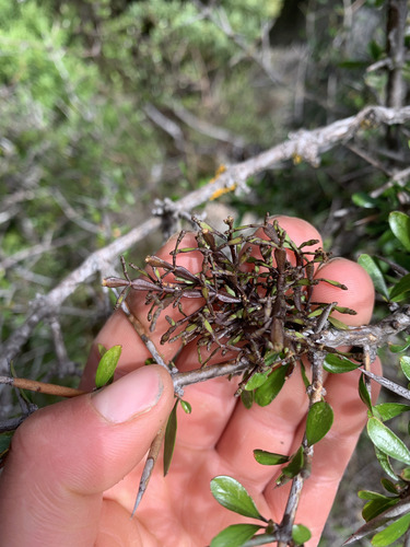 Dwarf club mistletoe (Korthalsella clavata)