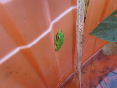 Zhangixalus prasinatus