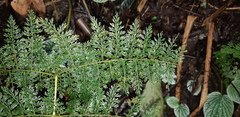 Athyrium ferulaceum