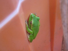 Zhangixalus prasinatus