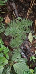 Athyrium ferulaceum