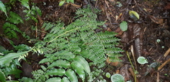 Athyrium ferulaceum