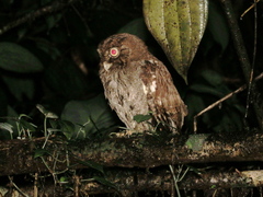 Megascops guatemalae