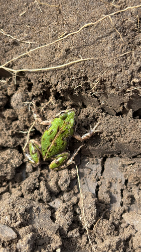 Boettger's dainty frog