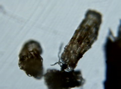 Platanthera unalascensis