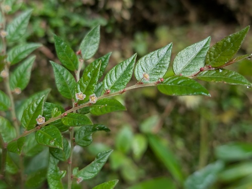 Phyllanthus acutifolius, 2026-02-01