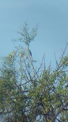 Passerina cyanea
