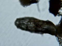 Platanthera unalascensis